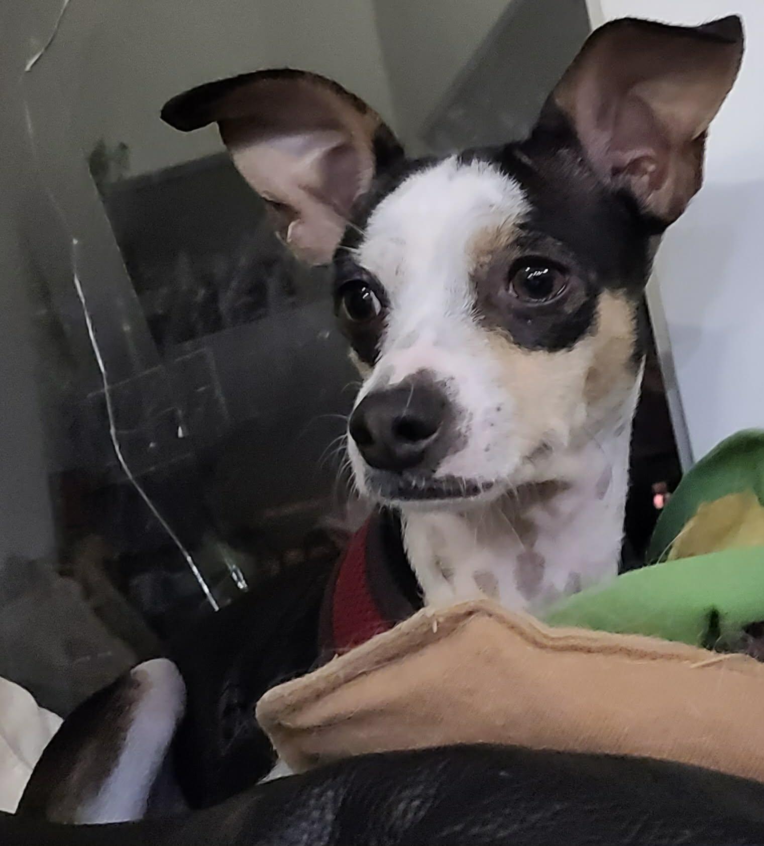 Enlarge Wiwis, a ADOPTABLE mixed breed in Calgary, AB image 6/6