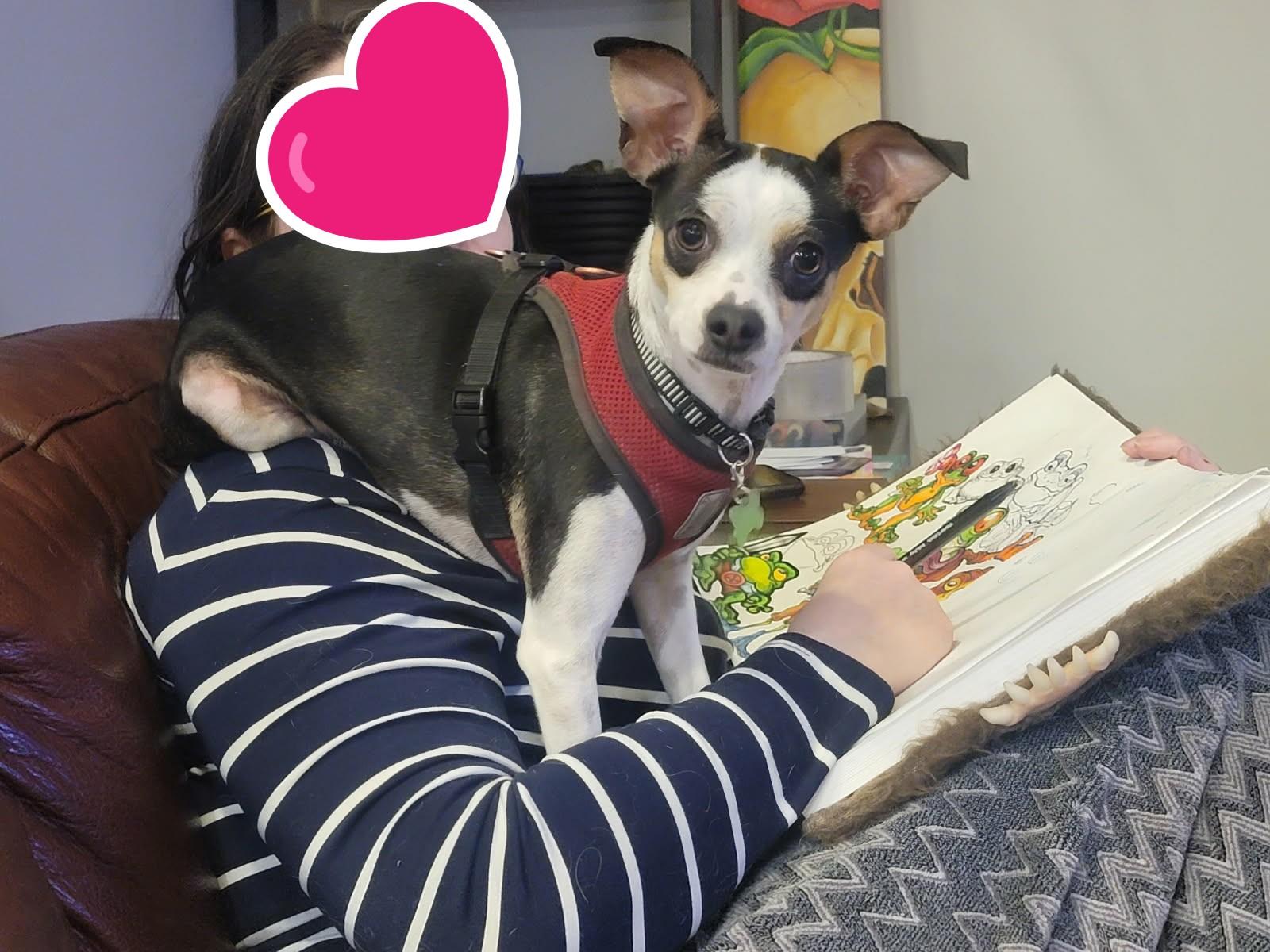 Enlarge Wiwis, a ADOPTABLE mixed breed in Calgary, AB image 3/6