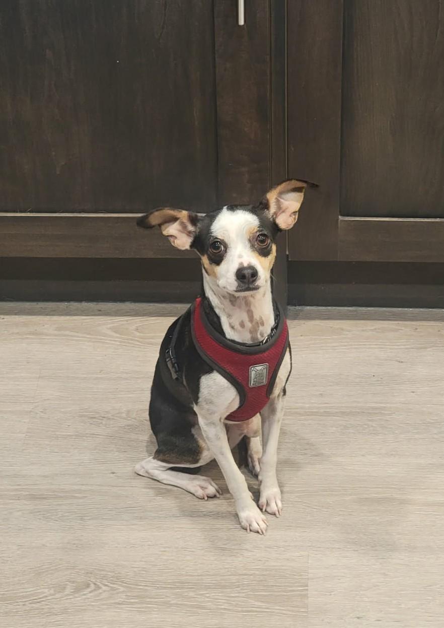 Enlarge Wiwis, a ADOPTABLE mixed breed in Calgary, AB image 1/6