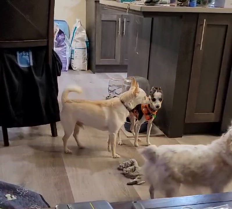 Enlarge Wiwis, a ADOPTABLE mixed breed in Calgary, AB video 4/6