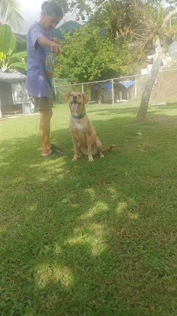 Madison, a Adoptable mixed breed in Huntington, NY image 1/3