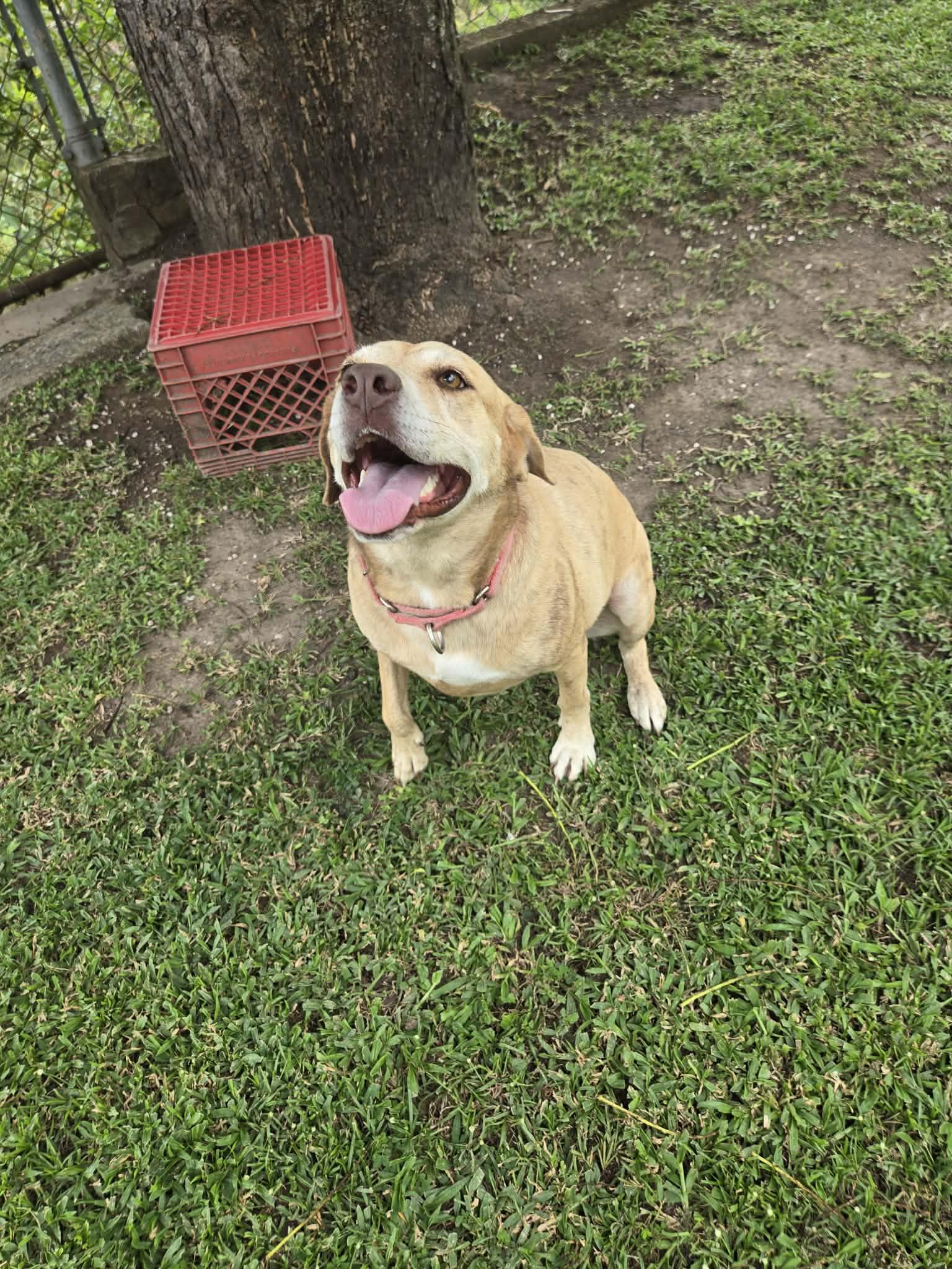 Enlarge Madison, an adopted mixed breed in Huntington, NY image 2/5