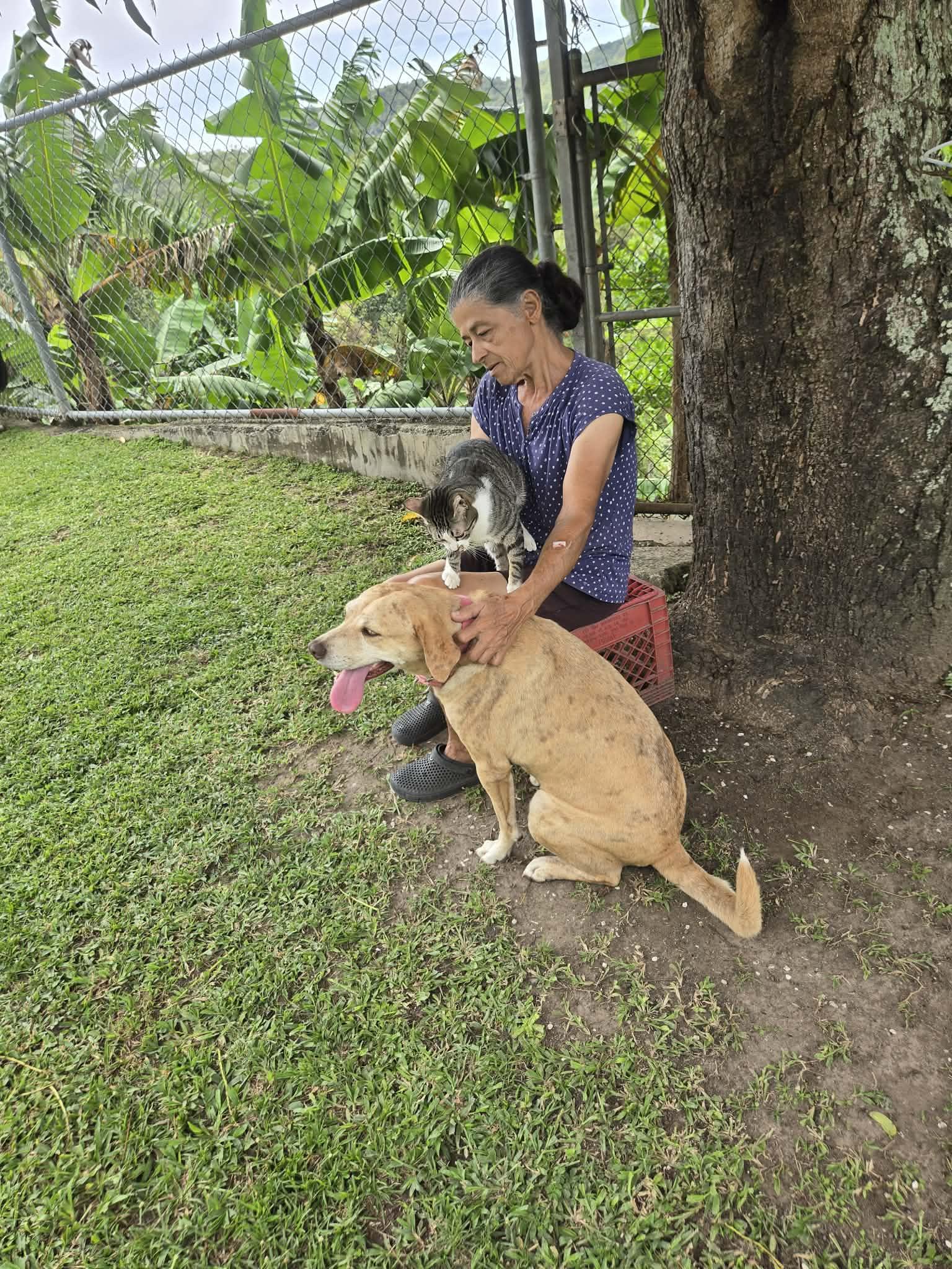 Enlarge Madison, an adopted mixed breed in Huntington, NY image 4/5