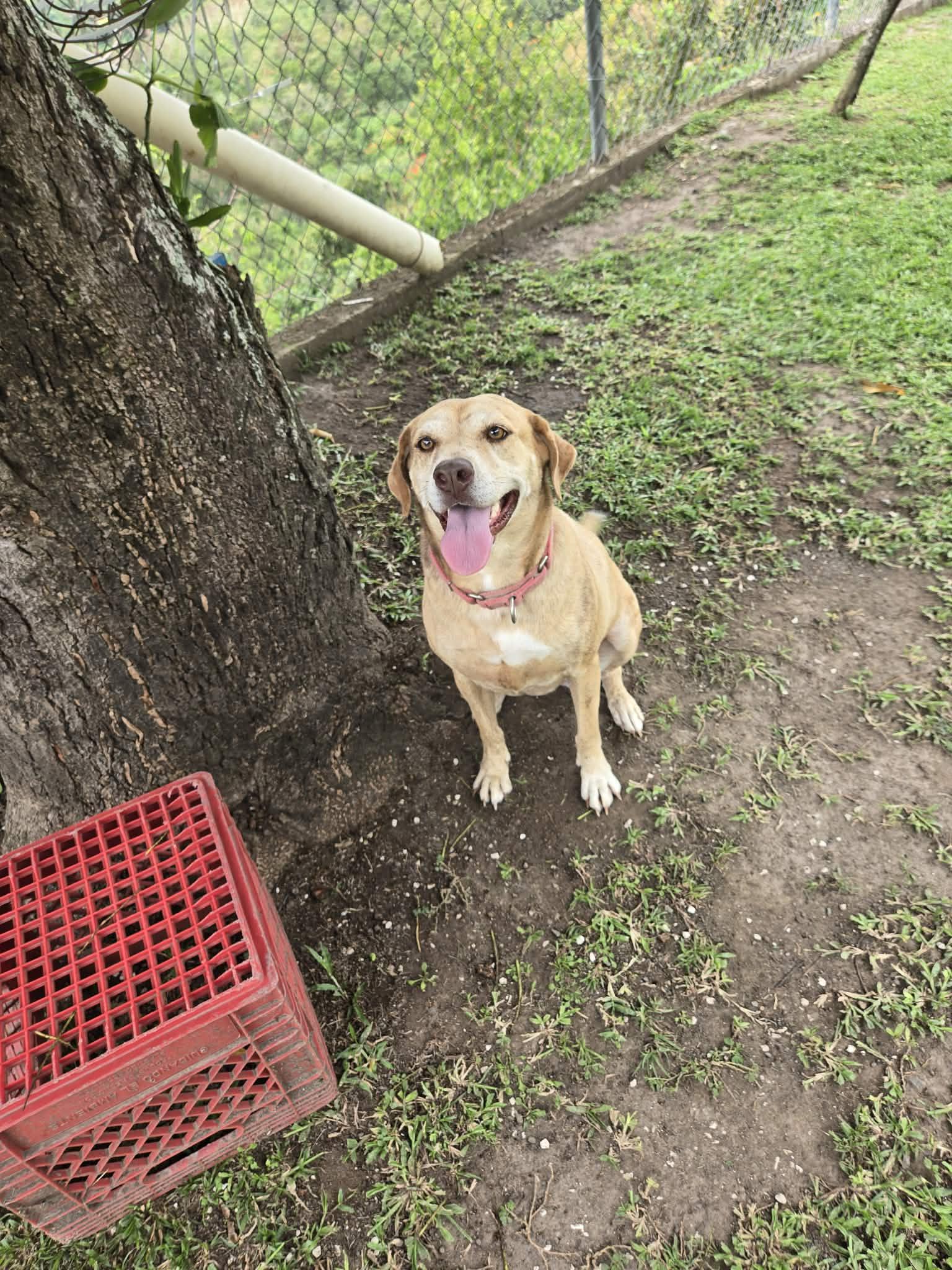 Enlarge Madison, an adopted mixed breed in Huntington, NY image 1/5