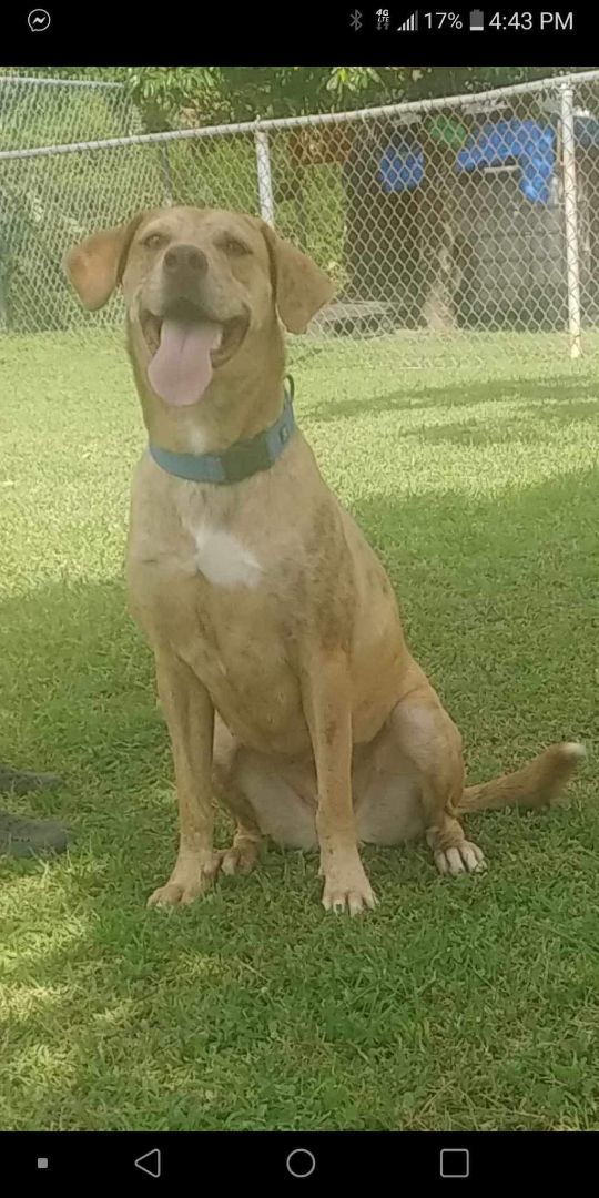 Madison, a Adoptable mixed breed in Huntington, NY image 2/3