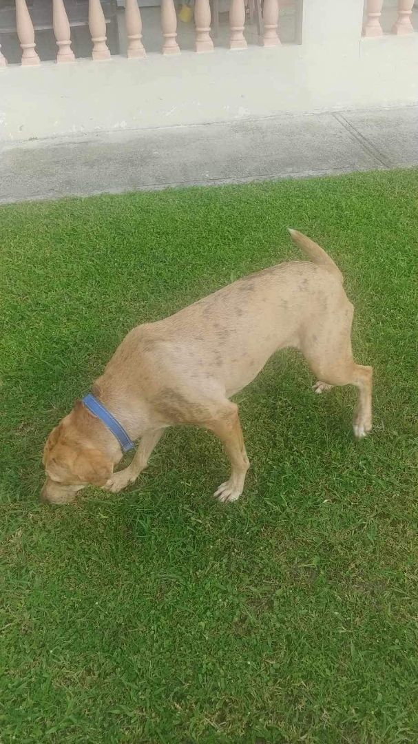 Madison, a Adoptable mixed breed in Huntington, NY image 3/3