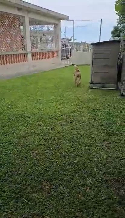 Enlarge Madison, an adopted mixed breed in Huntington, NY video 5/5