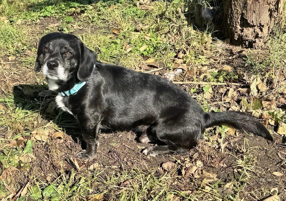 Shorty Long - Fostered in SE Nebraska, a Adoptable mixed breed in Shawnee Mission, KS image 2/2