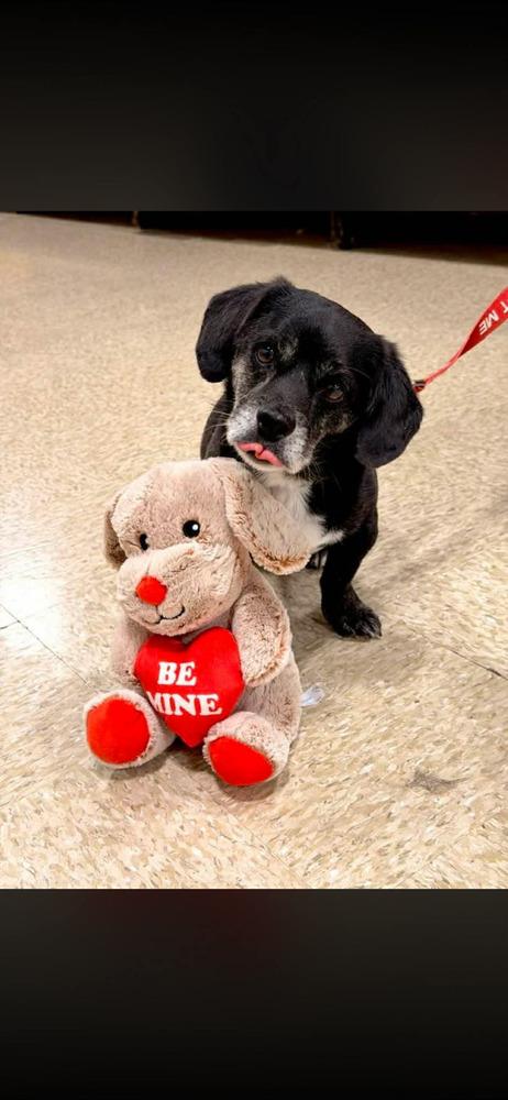 Enlarge Shorty Long - Fostered in SE Nebraska, a Adoptable mixed breed in Shawnee Mission, KS image 3/6