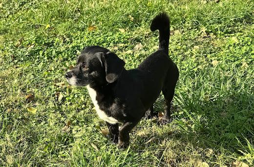 Enlarge Shorty Long - Fostered in SE Nebraska, a Adoptable mixed breed in Shawnee Mission, KS image 4/6