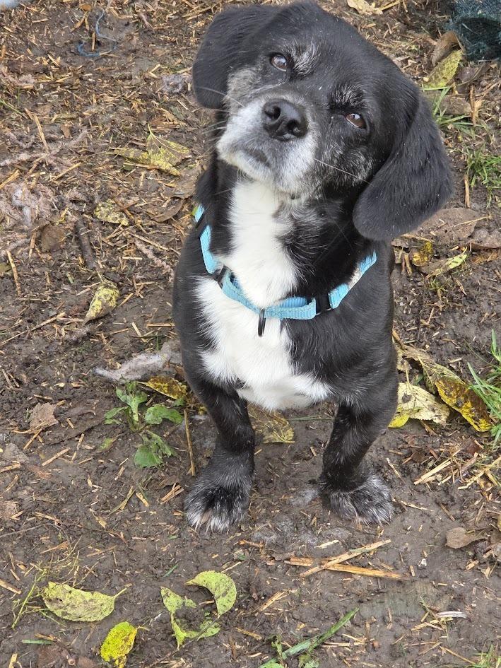 Enlarge Shorty Long - Fostered in SE Nebraska, a Adoptable mixed breed in Shawnee Mission, KS image 5/6