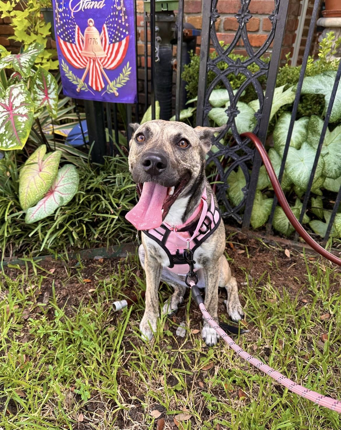 Enlarge Dolly, a Adoptable mixed breed in Perrysburg, OH image 6/6