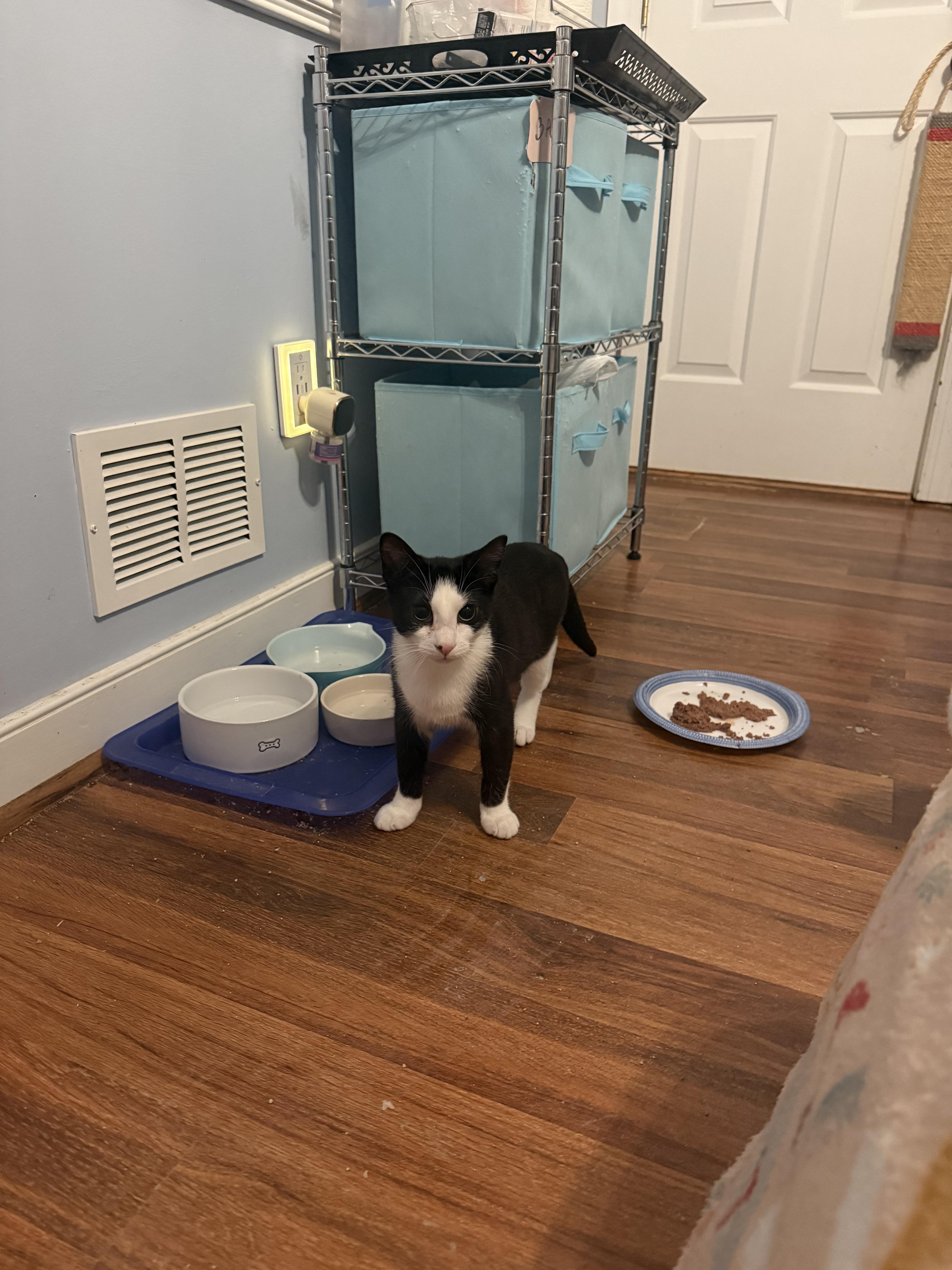 Enlarge Beanie Baby, a Adoptable American Shorthair in North Chesterfield, VA image 3/4