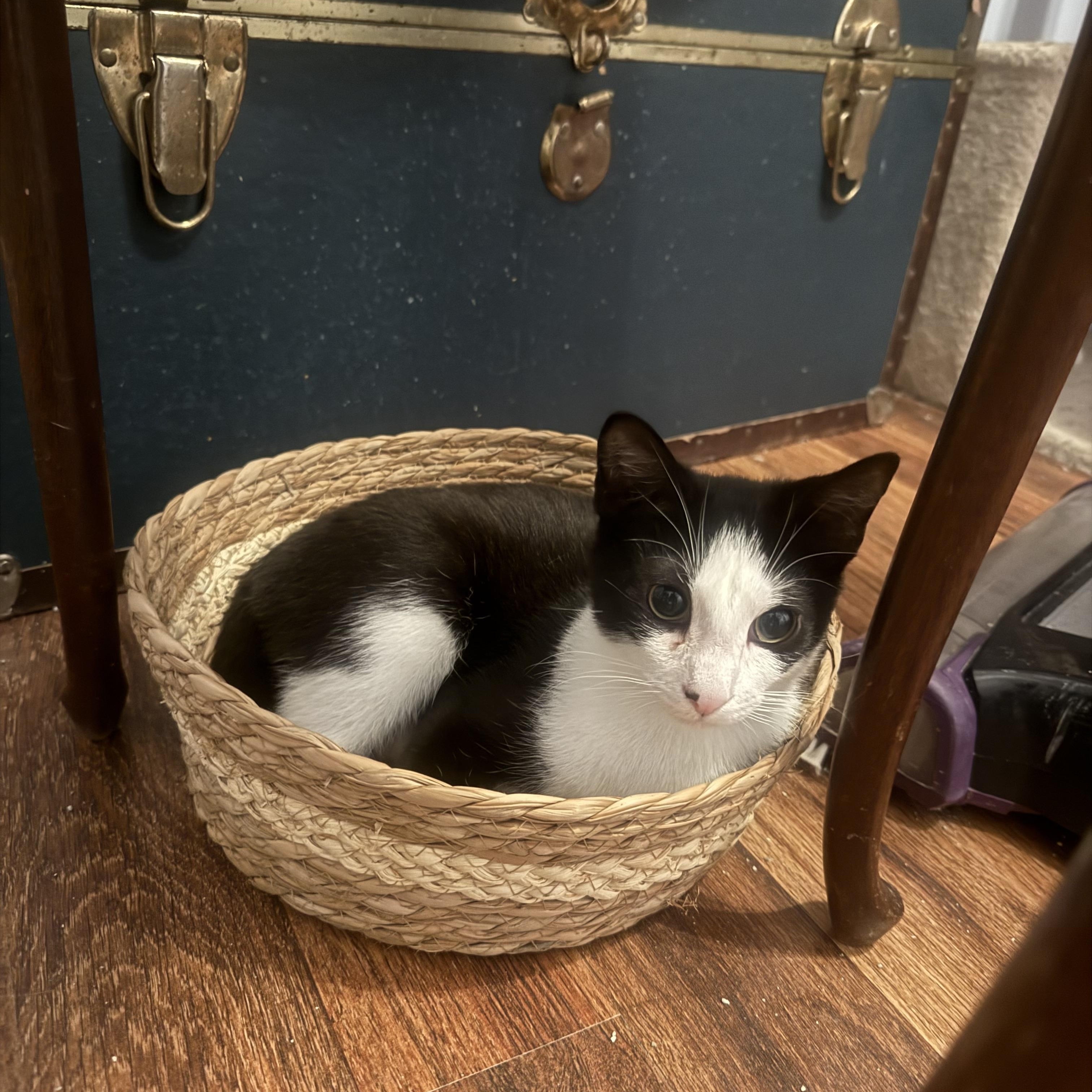 Enlarge Beanie Baby, a Adoptable American Shorthair in North Chesterfield, VA image 2/4