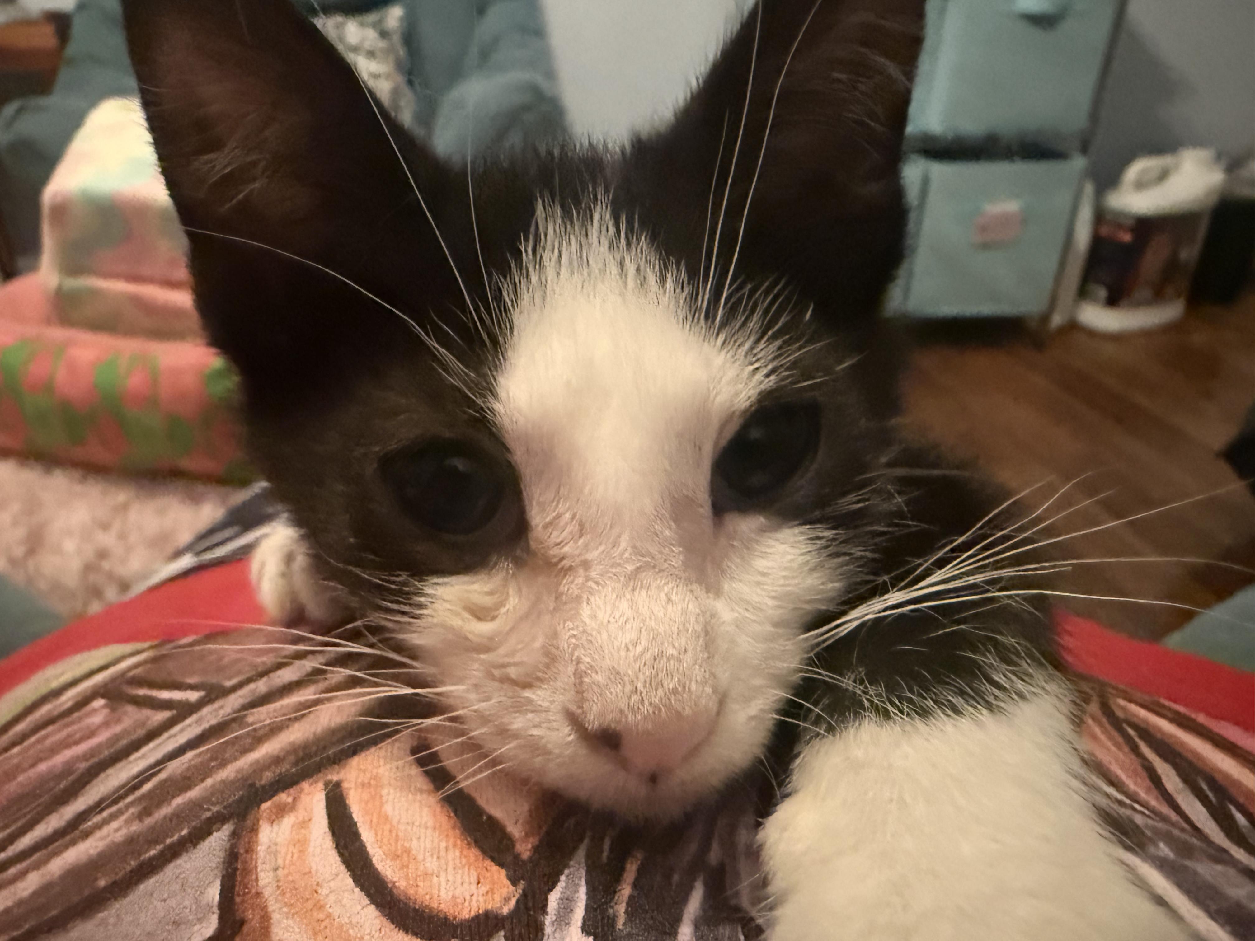 Enlarge Beanie Baby, a ADOPTABLE American Shorthair in North Chesterfield, VA image 1/1