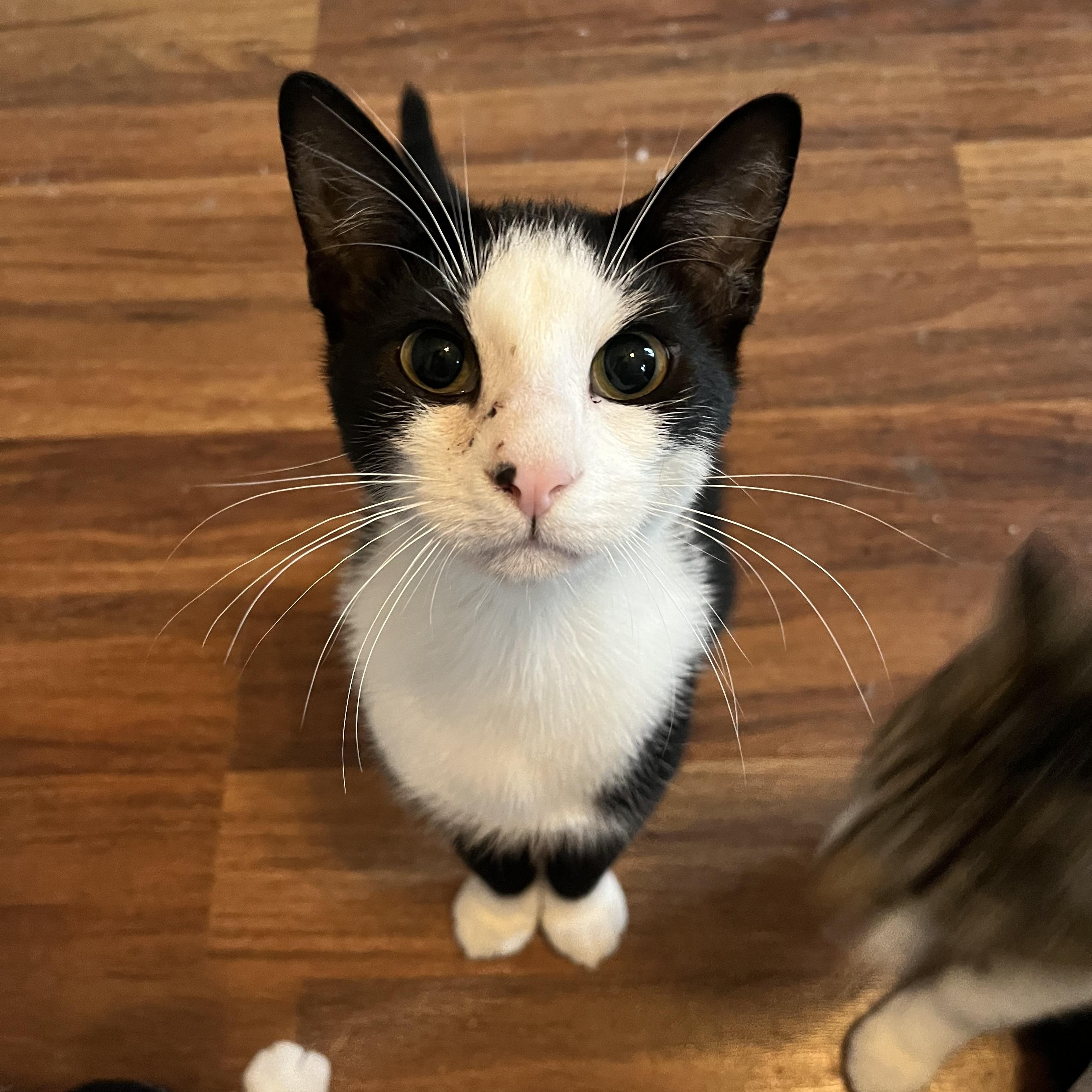 Beanie Baby, Adoptable, Kitten Male American Shorthair.