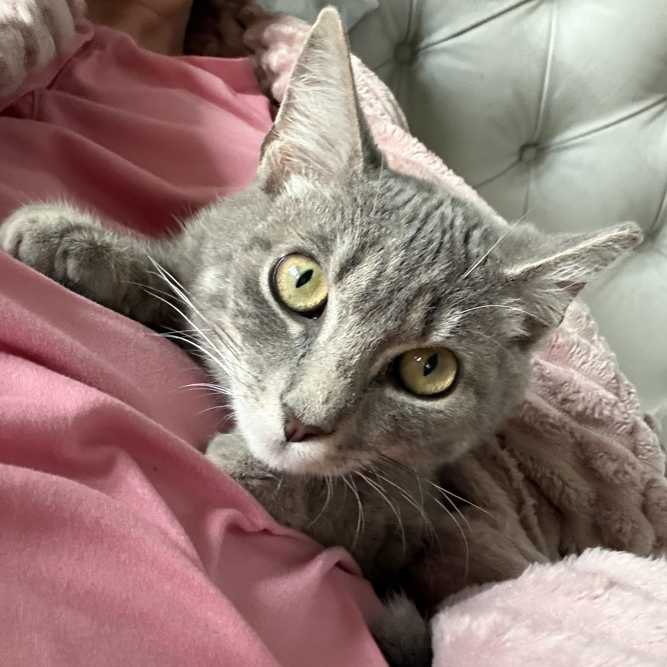 Enlarge Kal, a Adoptable Domestic Short Hair in Parkland, FL image 2/3