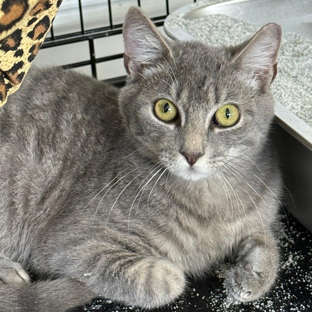 Enlarge Kal, a Adoptable Domestic Short Hair in Parkland, FL image 1/3