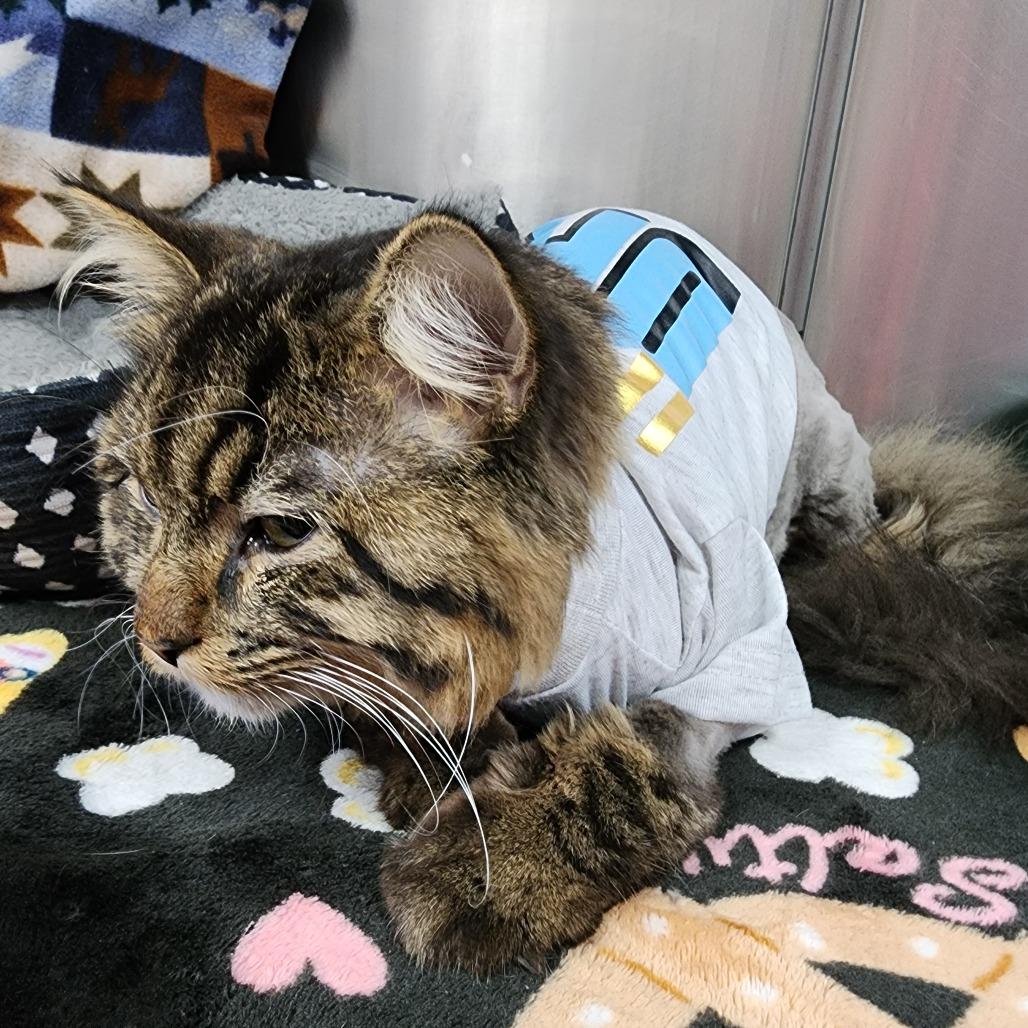 Senior Bubbles, a Adoptable Domestic Long Hair in Dixon, IL image 1/2