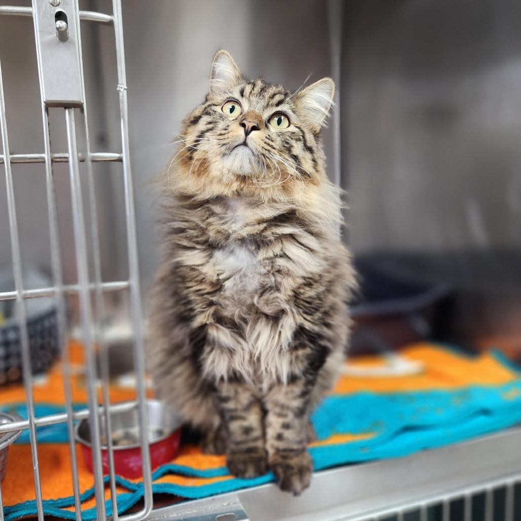 Senior Bubbles, a Adoptable Domestic Long Hair in Dixon, IL image 2/2