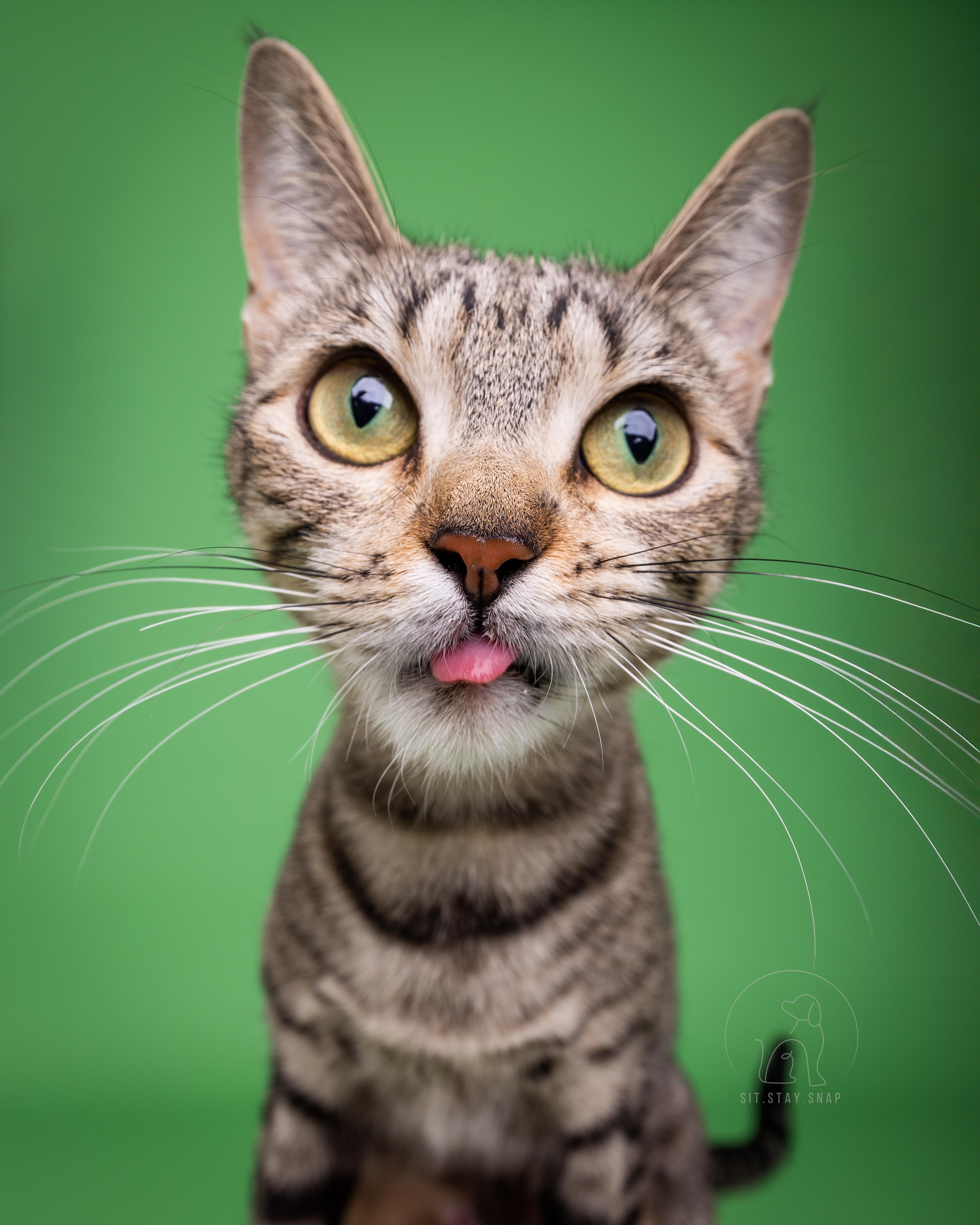 Cream Cheese, an adoptable Domestic Short Hair in Fort Collins, CO, 80527 | Photo Image 2