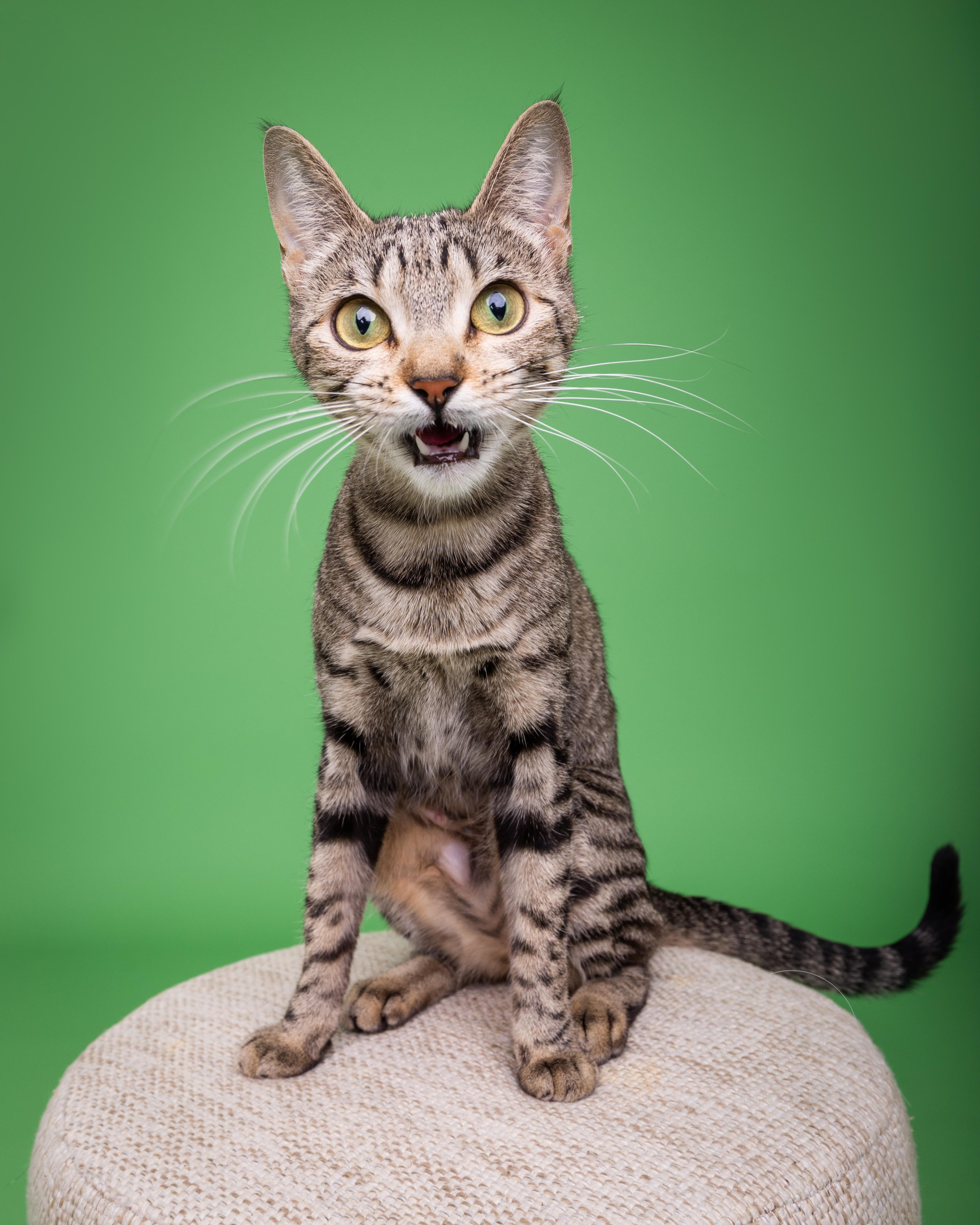 Cream Cheese, an adoptable Domestic Short Hair in Fort Collins, CO, 80527 | Photo Image 1
