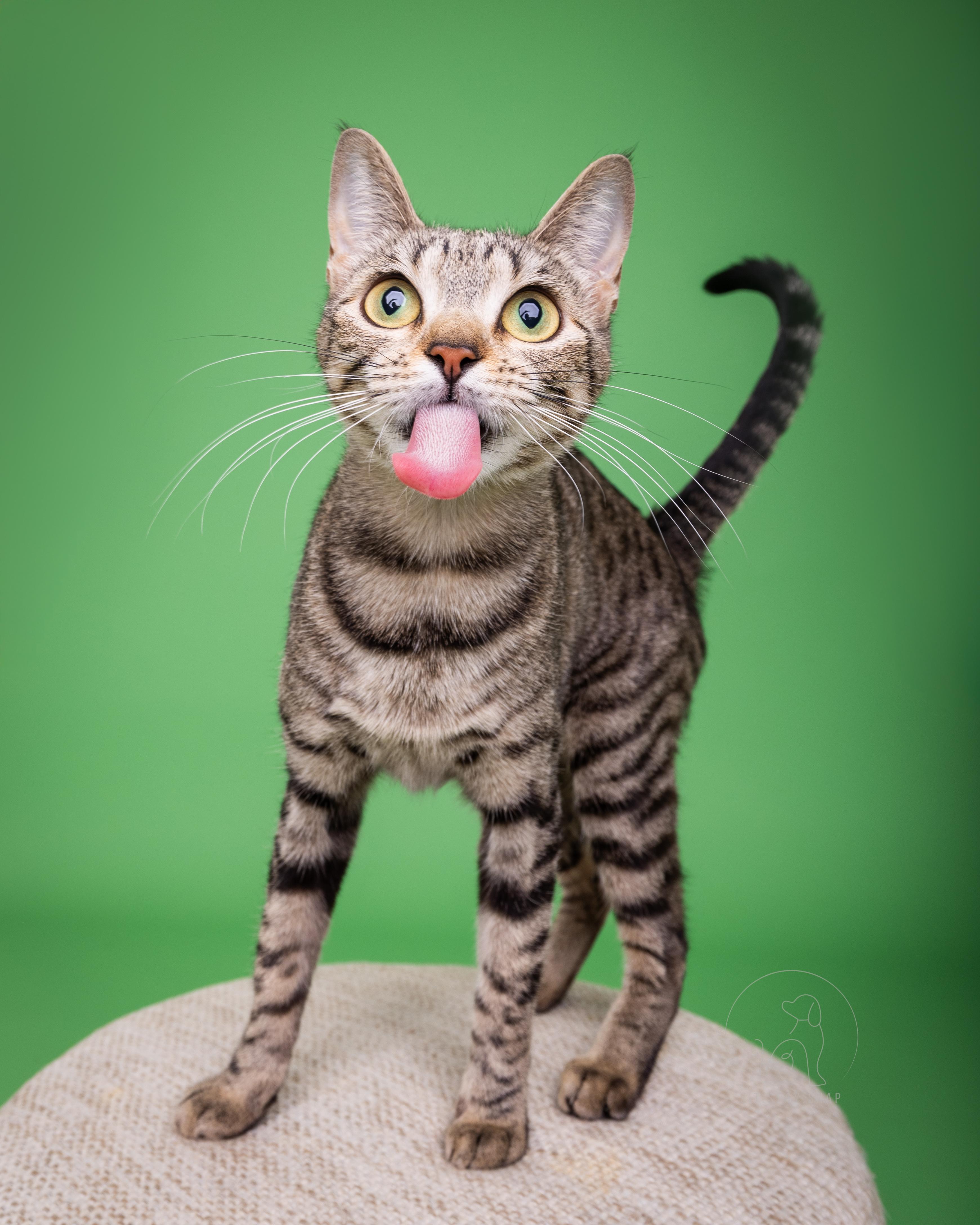 Cream Cheese, an adoptable Domestic Short Hair in Fort Collins, CO, 80527 | Photo Image 3