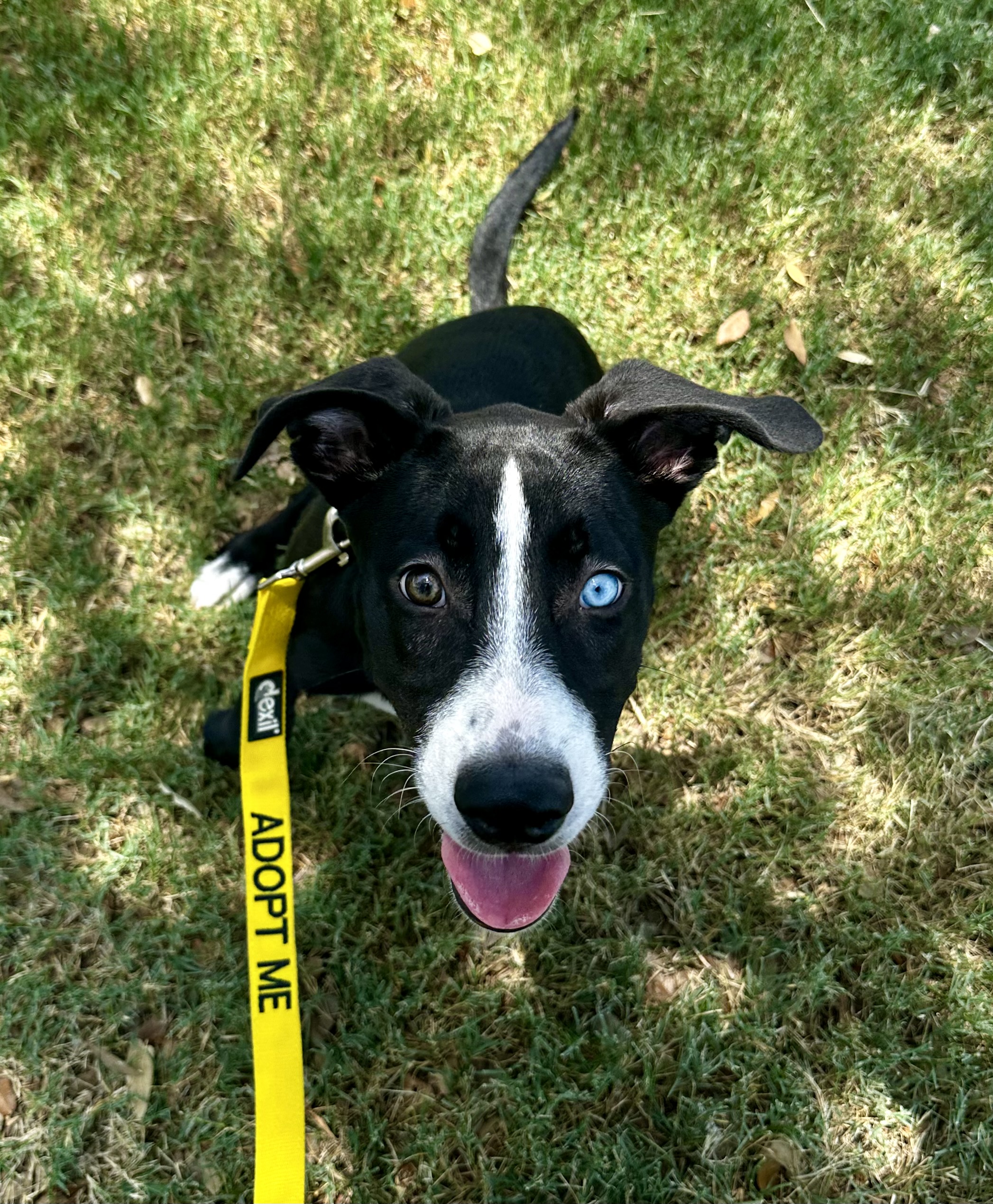 Enlarge Arya, a Adoptable mixed breed in San Antonio, TX image 2/5