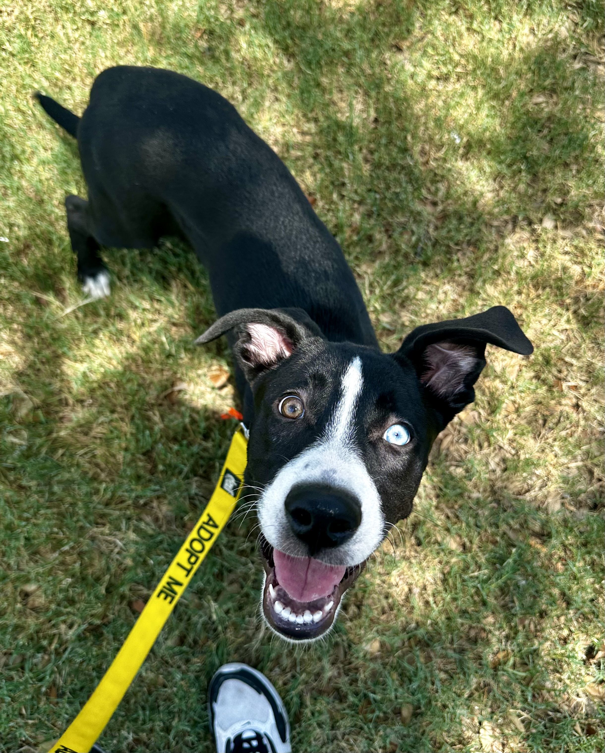 Enlarge Arya, a Adoptable mixed breed in San Antonio, TX image 3/5