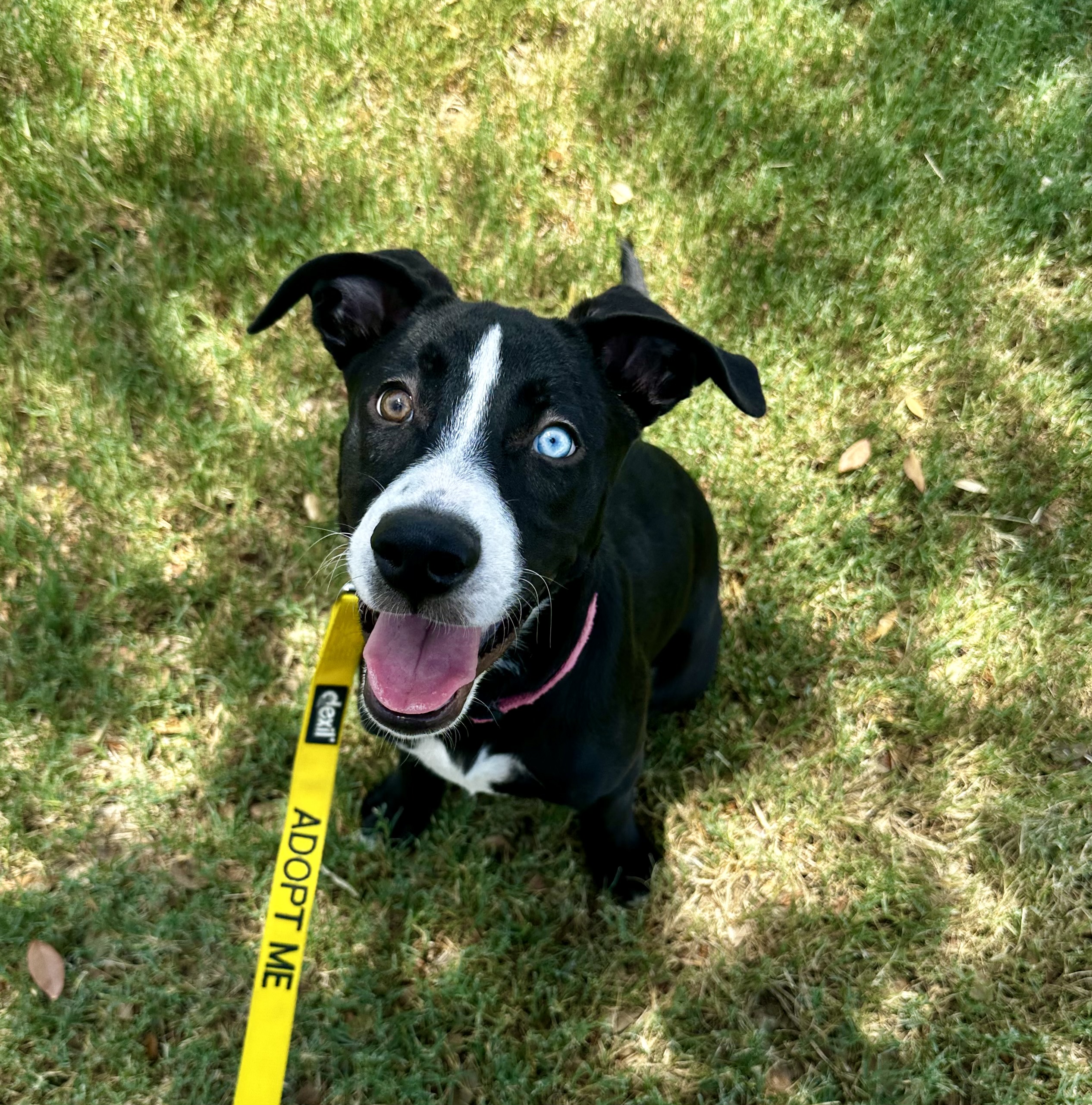 Enlarge Arya, a Adoptable mixed breed in San Antonio, TX image 4/5