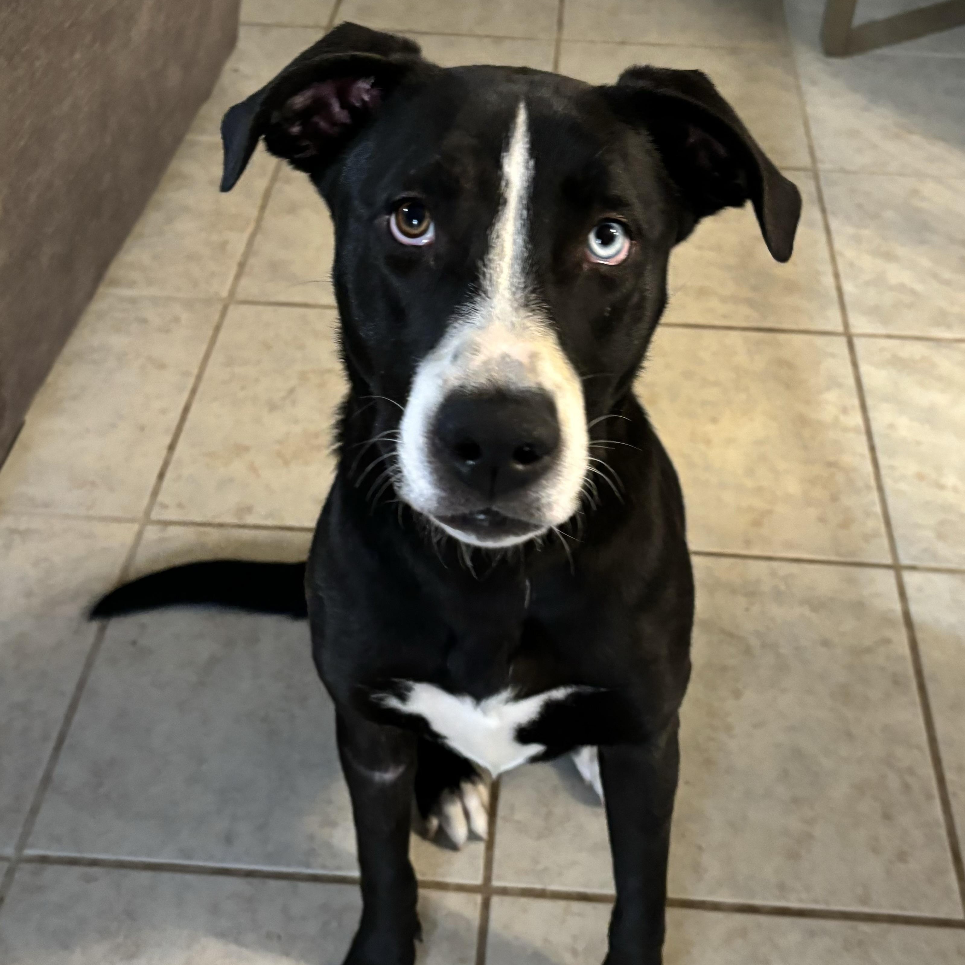 Enlarge Arya, a Adoptable mixed breed in San Antonio, TX image 5/5