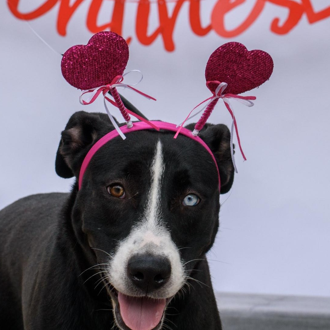 Enlarge Arya, a Adoptable mixed breed in San Antonio, TX image 1/5