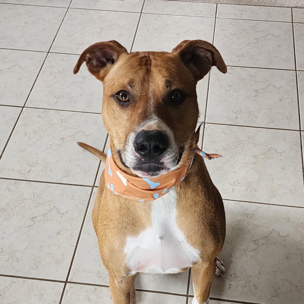 Enlarge Mr. Appleton, a ADOPTABLE mixed breed in Barrie, ON image 1/6