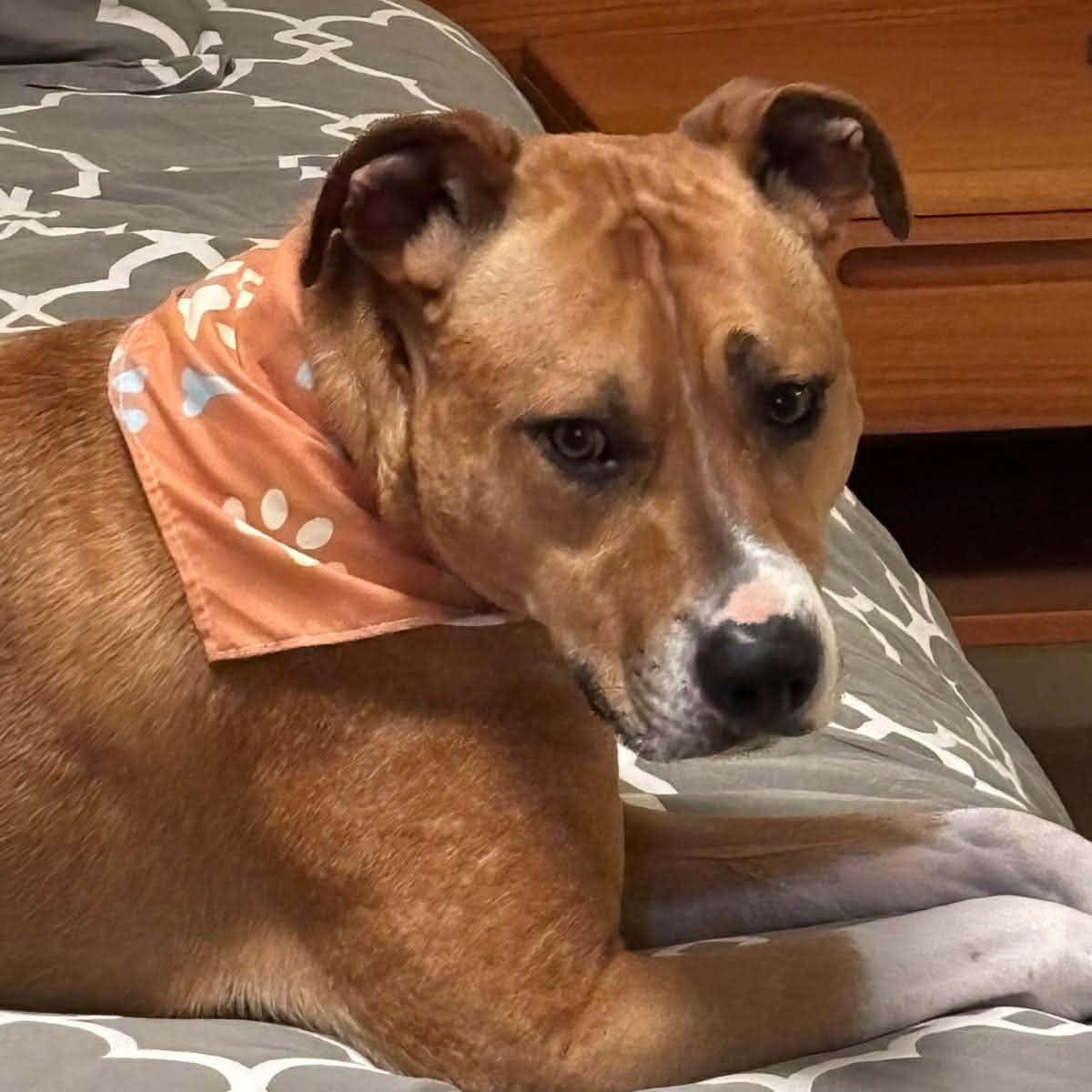 Enlarge Mr. Appleton, a ADOPTABLE mixed breed in Barrie, ON image 6/6