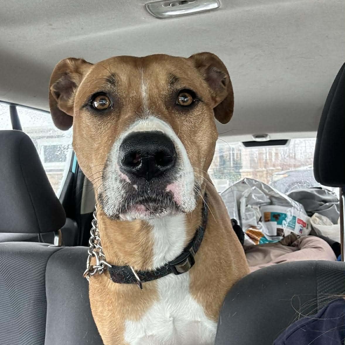 Enlarge Mr. Appleton, a ADOPTABLE mixed breed in Barrie, ON image 2/6