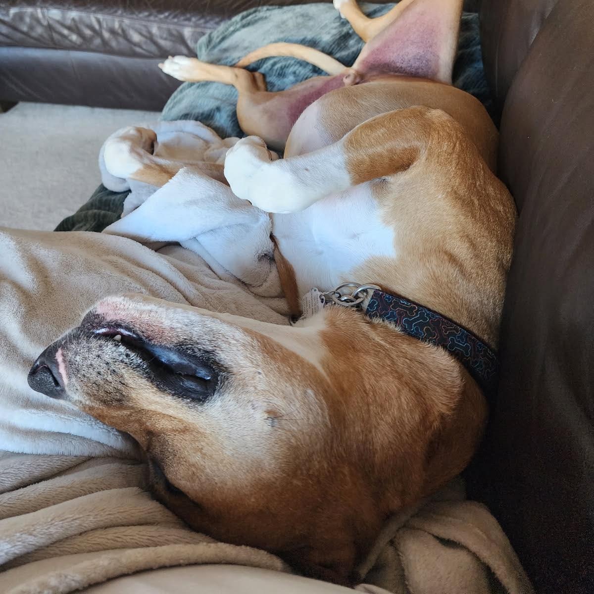 Enlarge Mr. Appleton, a ADOPTABLE mixed breed in Barrie, ON image 5/6