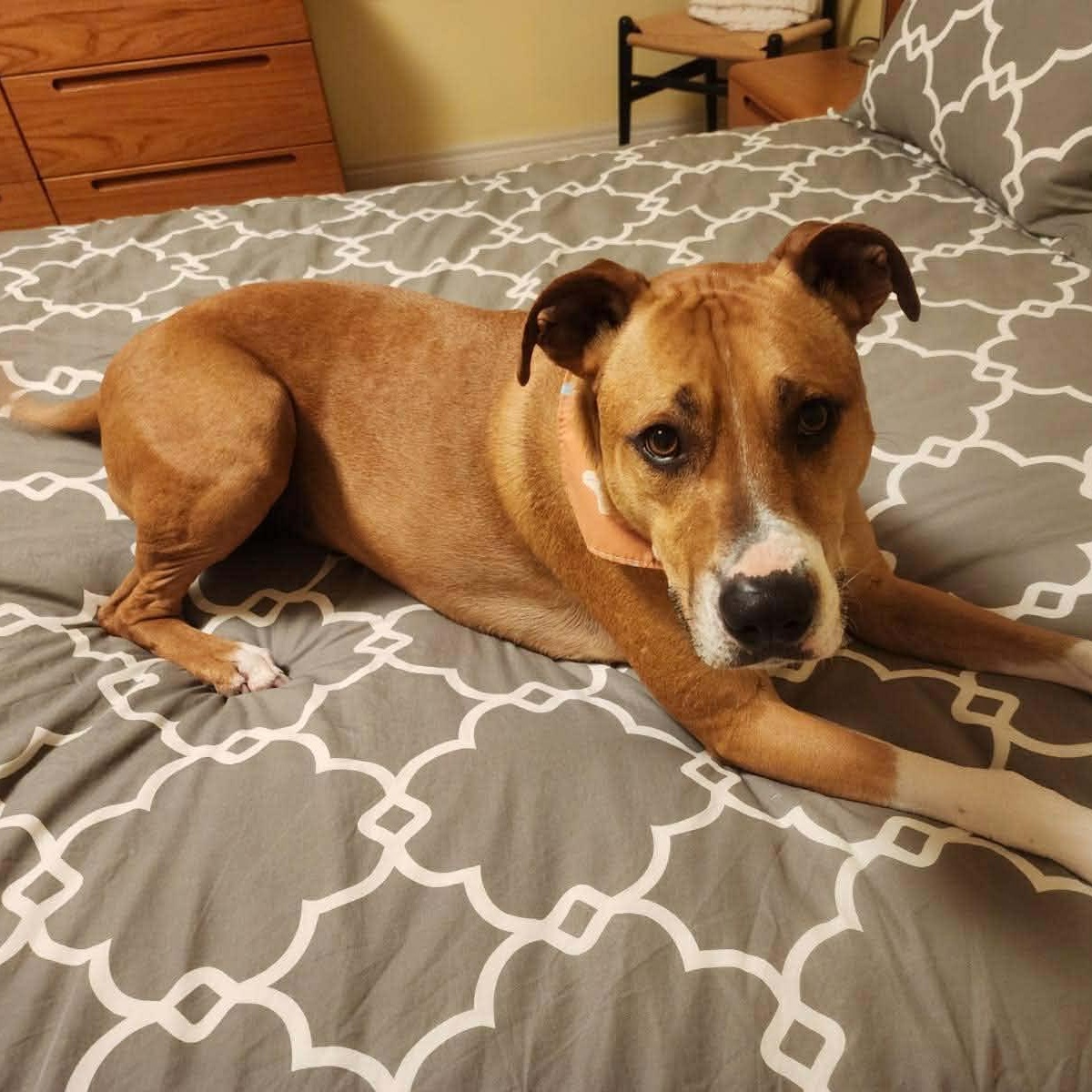 Enlarge Mr. Appleton, a ADOPTABLE mixed breed in Barrie, ON image 3/6