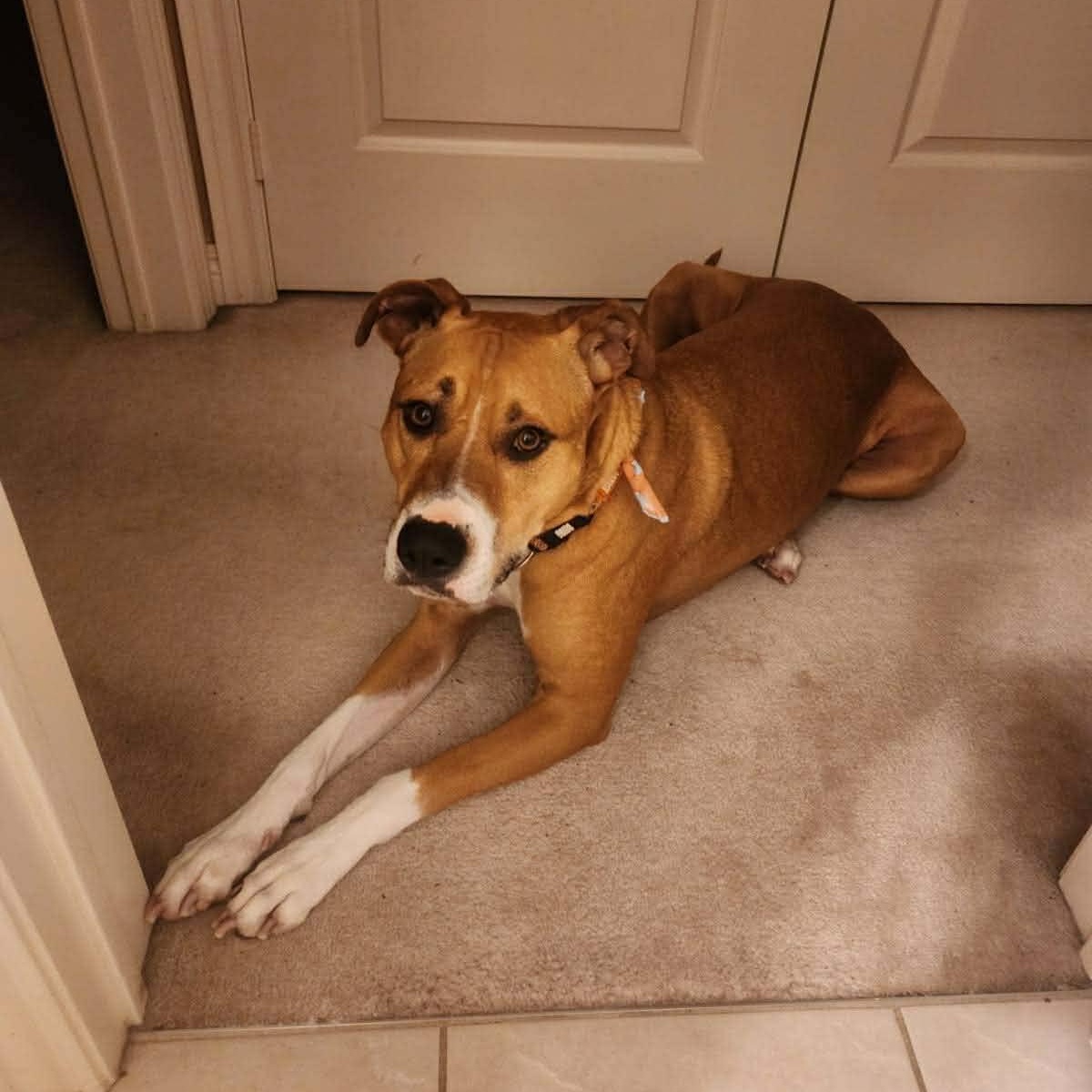 Enlarge Mr. Appleton, a ADOPTABLE mixed breed in Barrie, ON image 4/6