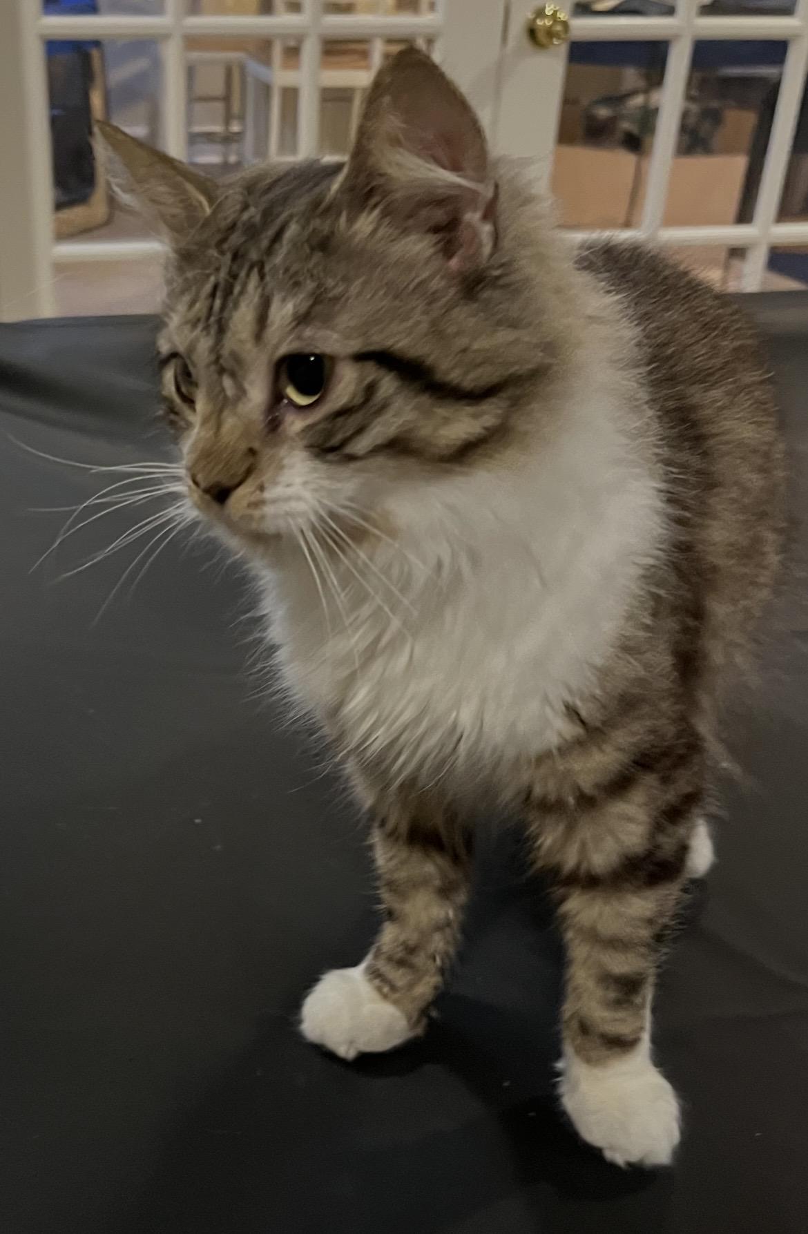 Norman, a Adoptable Domestic Long Hair in Allentown, NJ image 5/5