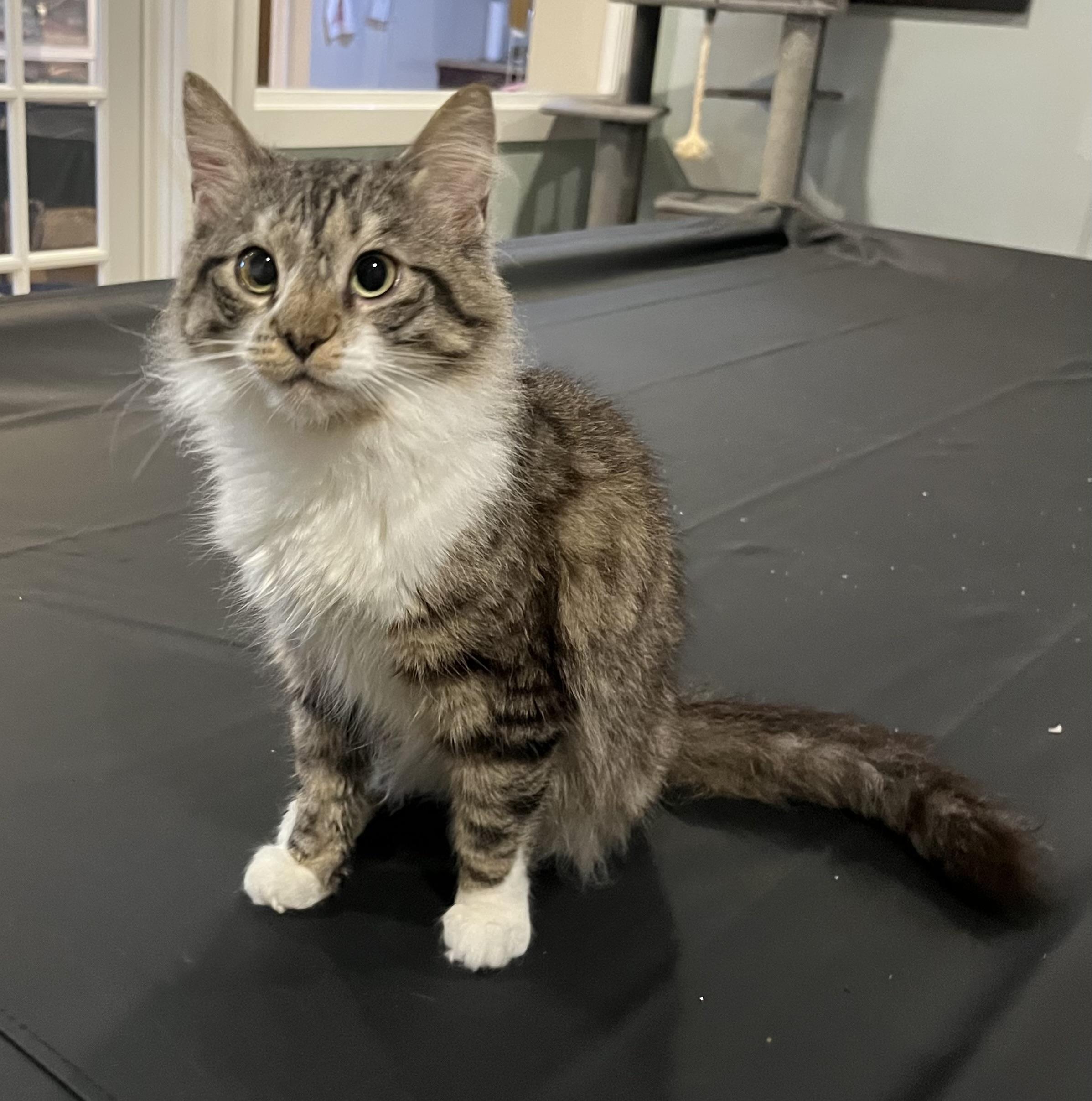 Norman, a Adoptable Domestic Long Hair in Allentown, NJ image 4/5