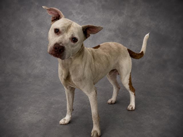 JASPER, Adoptable, Adult Male American Bulldog & Mixed Breed.