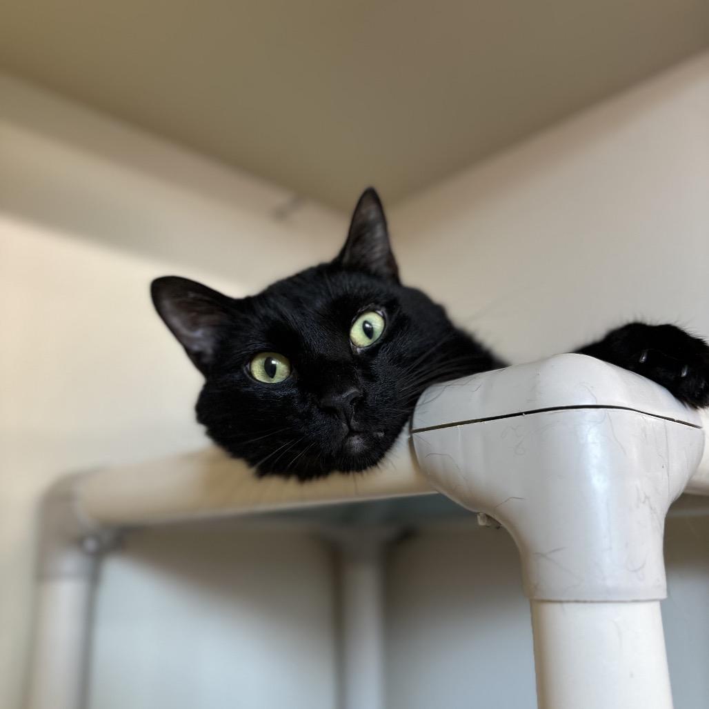 Enlarge Sukuna, a Adoptable Domestic Short Hair in Spanish Fork, UT image 1/2