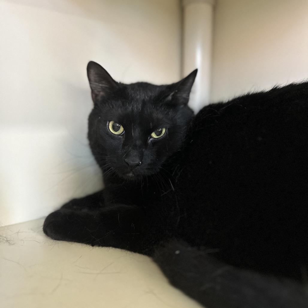 Enlarge Sukuna, a Adoptable Domestic Short Hair in Spanish Fork, UT image 2/2