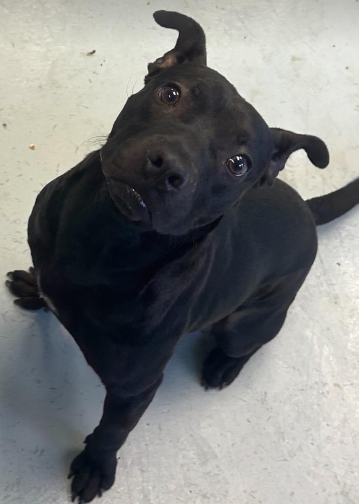 Enlarge Gomer, a Adoptable mixed breed in Greenwood, MS image 1/2