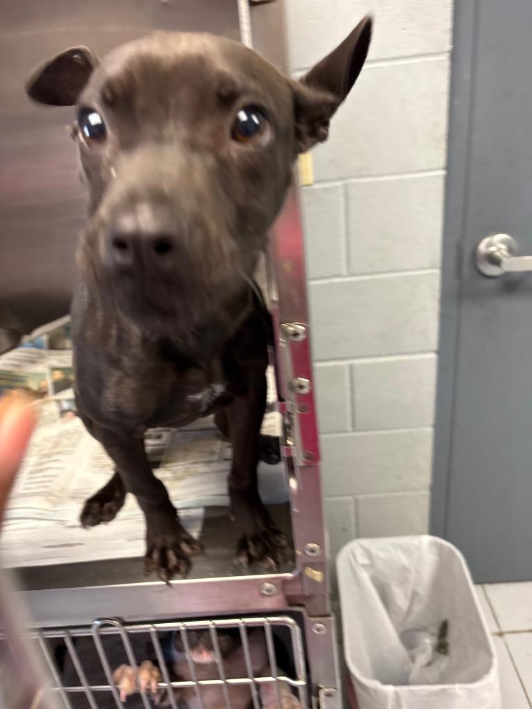 Enlarge Gomer, a Adoptable mixed breed in Greenwood, MS image 2/2