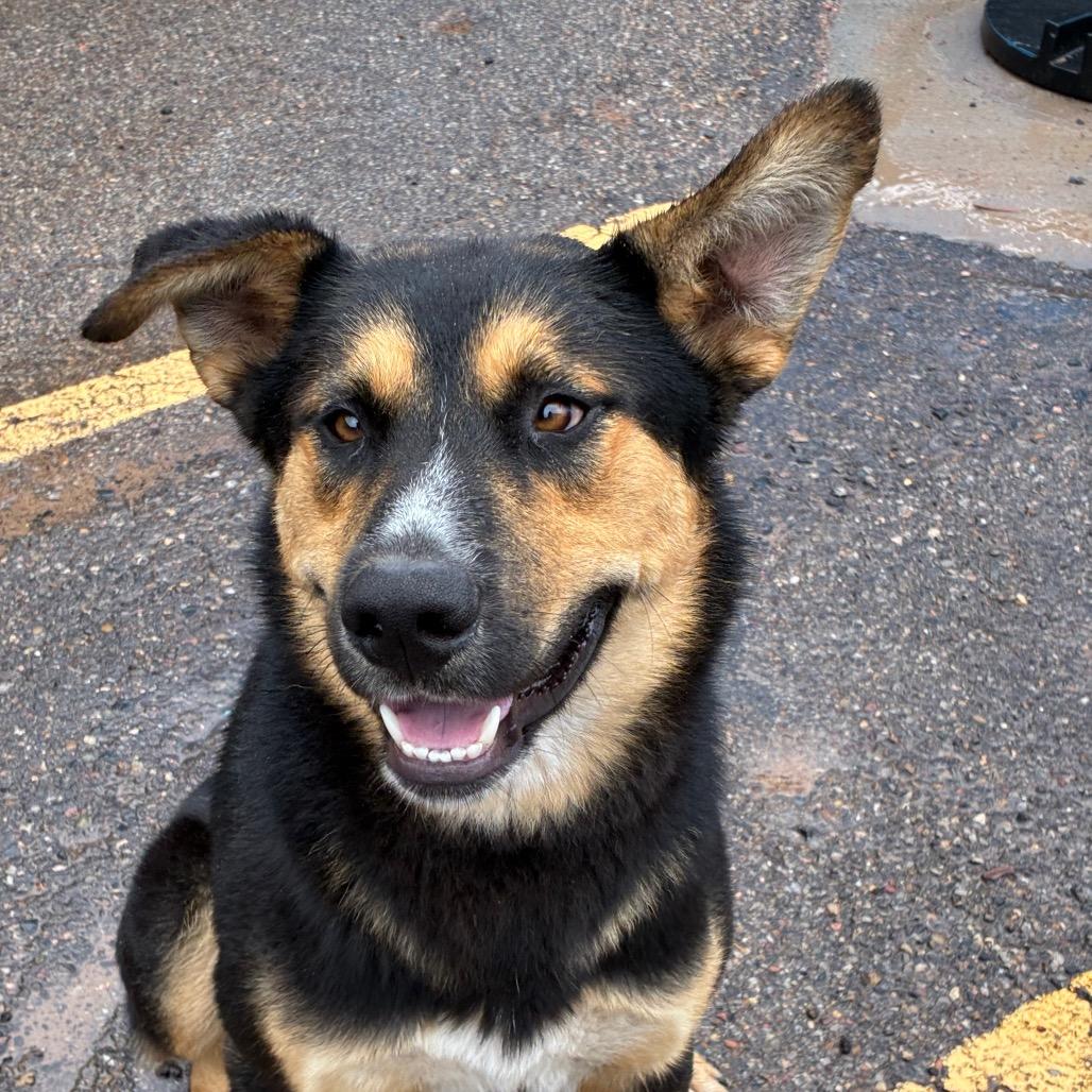 Billy Butcherson, Adoptable, Adult Male Shepherd & Husky.
