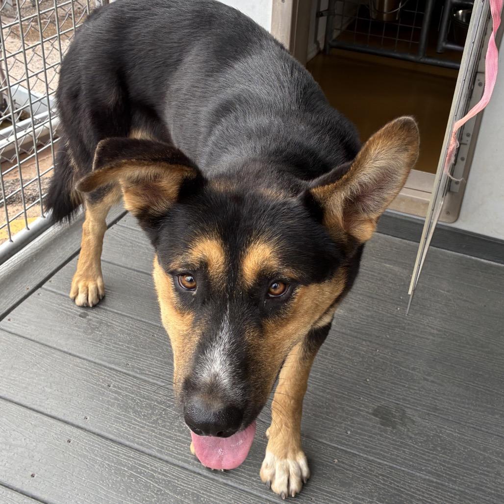 Enlarge Billy Butcherson, a Adoptable mixed breed in Bernalillo, NM image 2/4