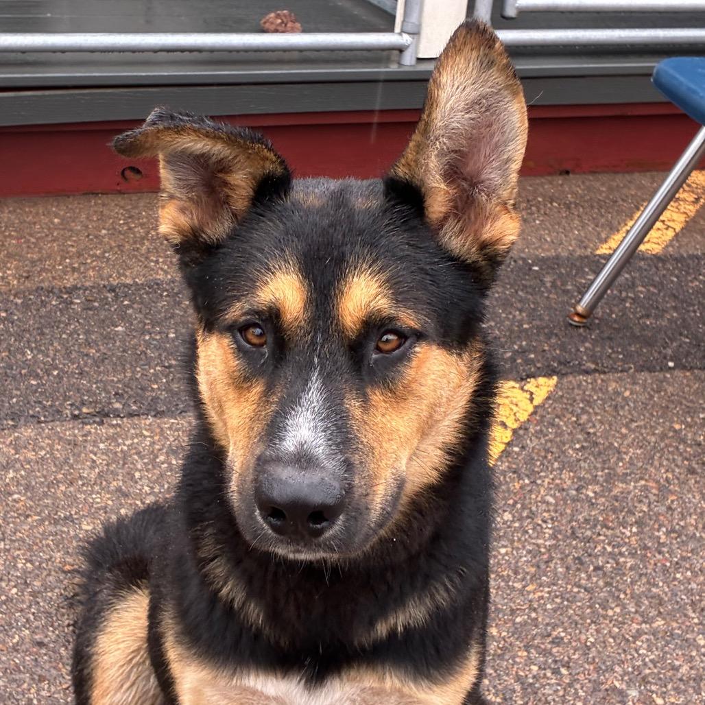 Enlarge Billy Butcherson, a Adoptable mixed breed in Bernalillo, NM image 3/4