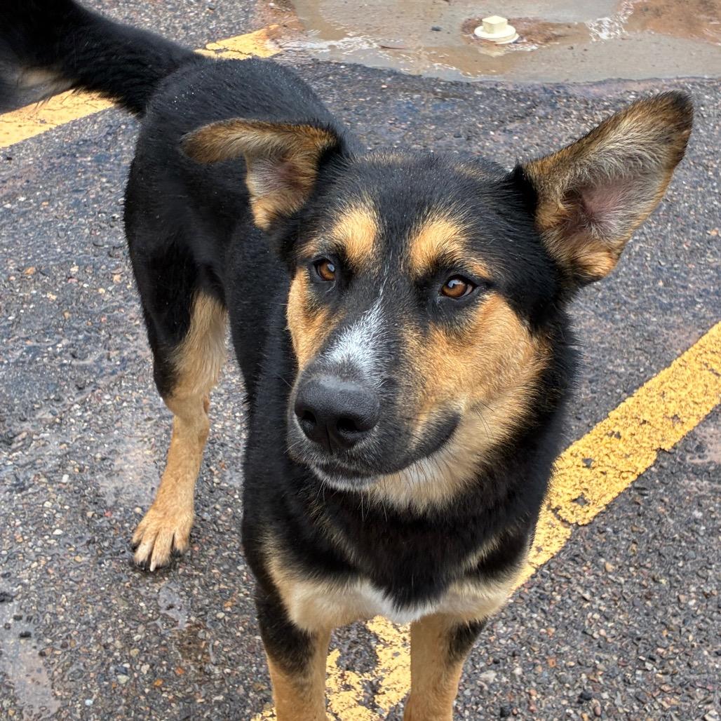Enlarge Billy Butcherson, a Adoptable mixed breed in Bernalillo, NM image 4/4
