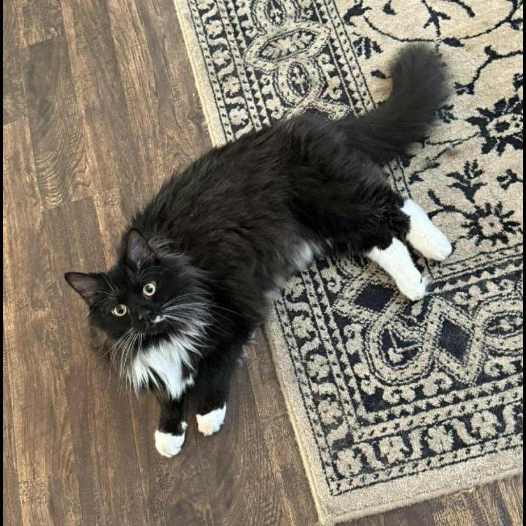 Chase, Adopted, Adult Male Domestic Long Hair.